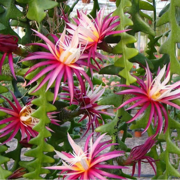Selenicereus Anthonyanus suppliers