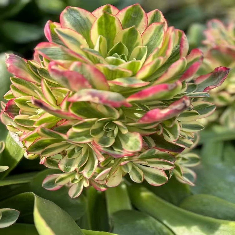 Aeonium As You Wish suppliers
