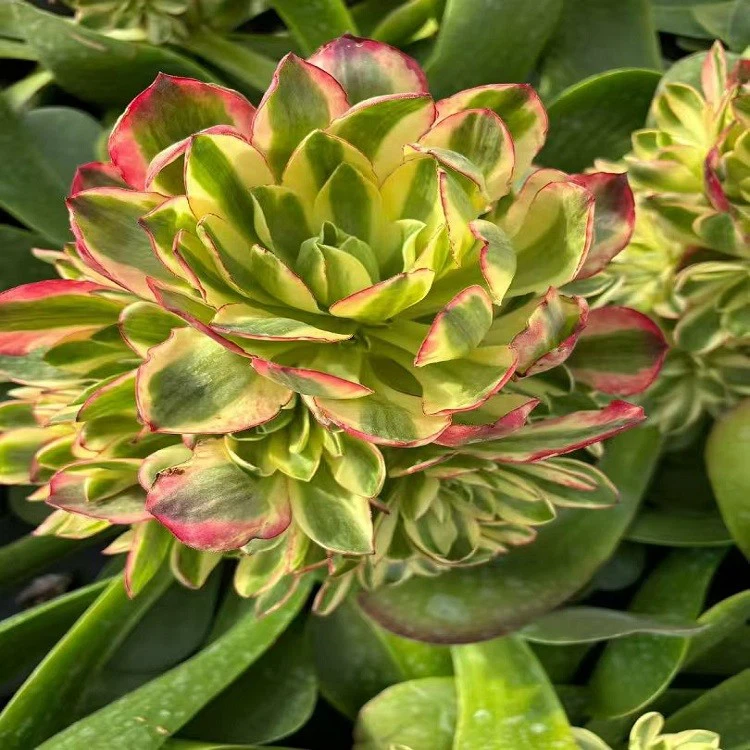 Aeonium As You Wish best
