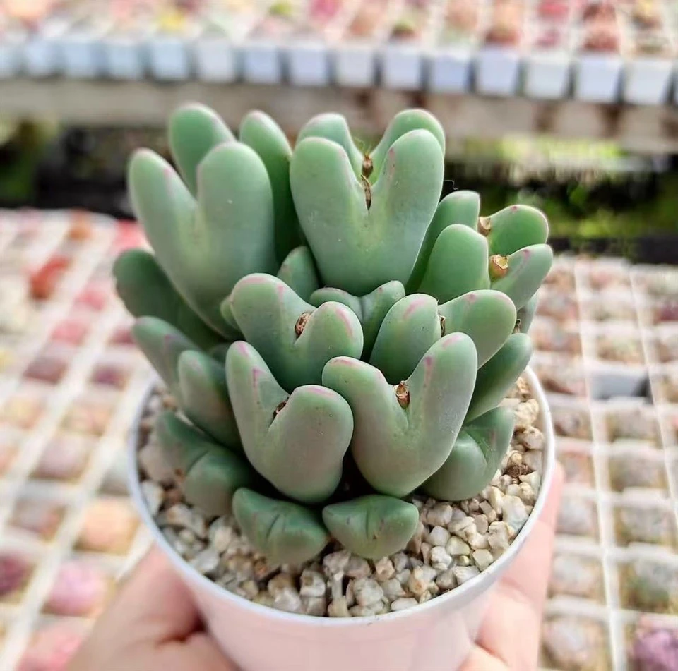 Conophytum Bilobum best