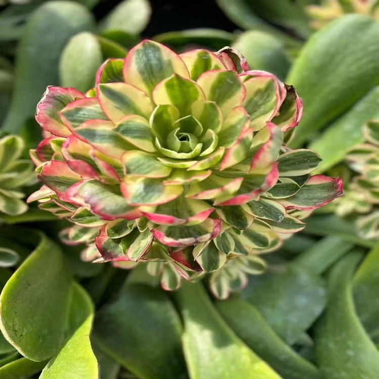 product-750-750 product-750-750